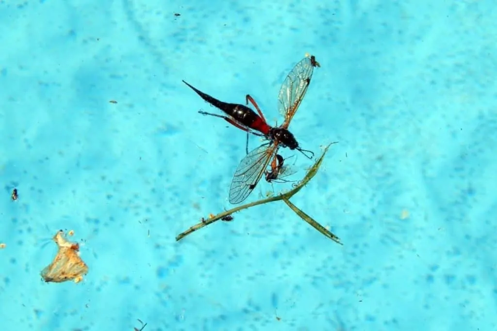 Do you run the pool pump while swimming. Bugs in the pool.