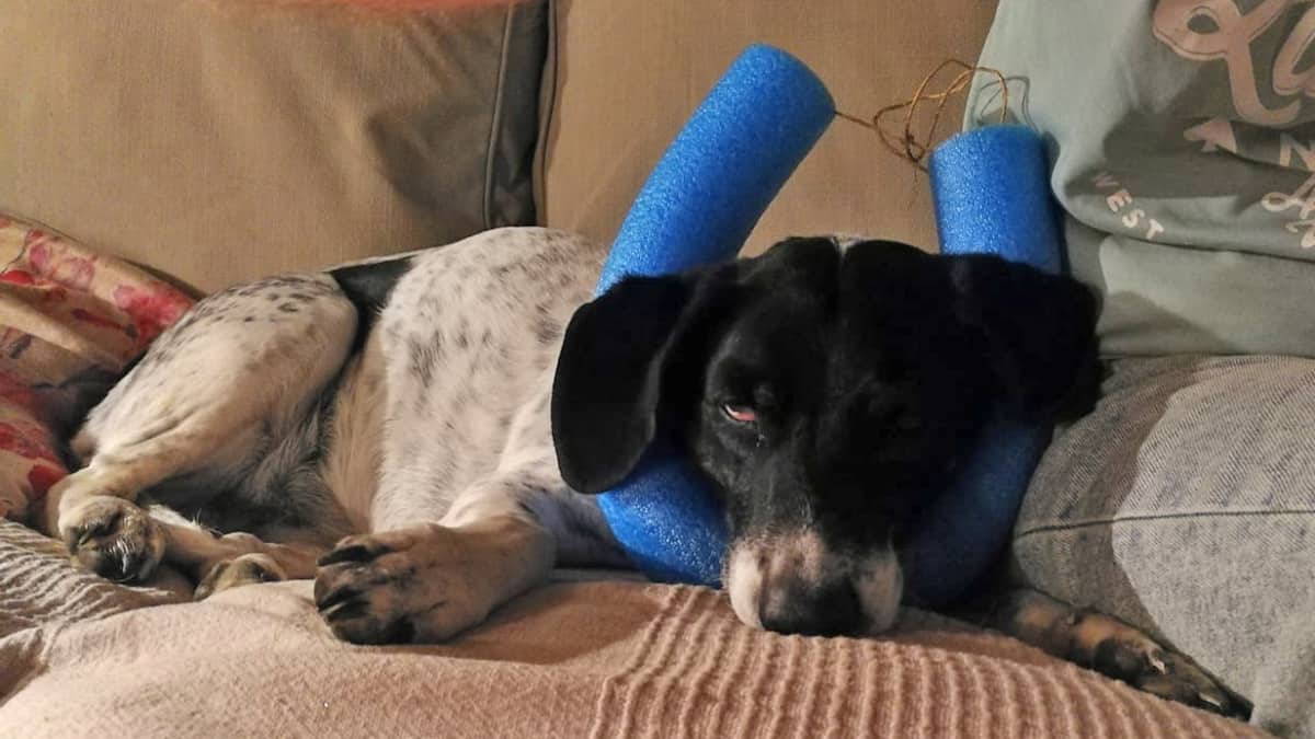 What is a Pool Noodle? What can you do with them?