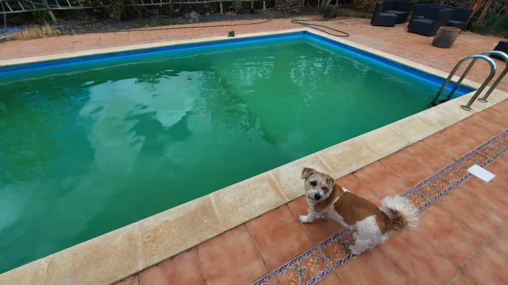 how to get rid of algae in pool quickly