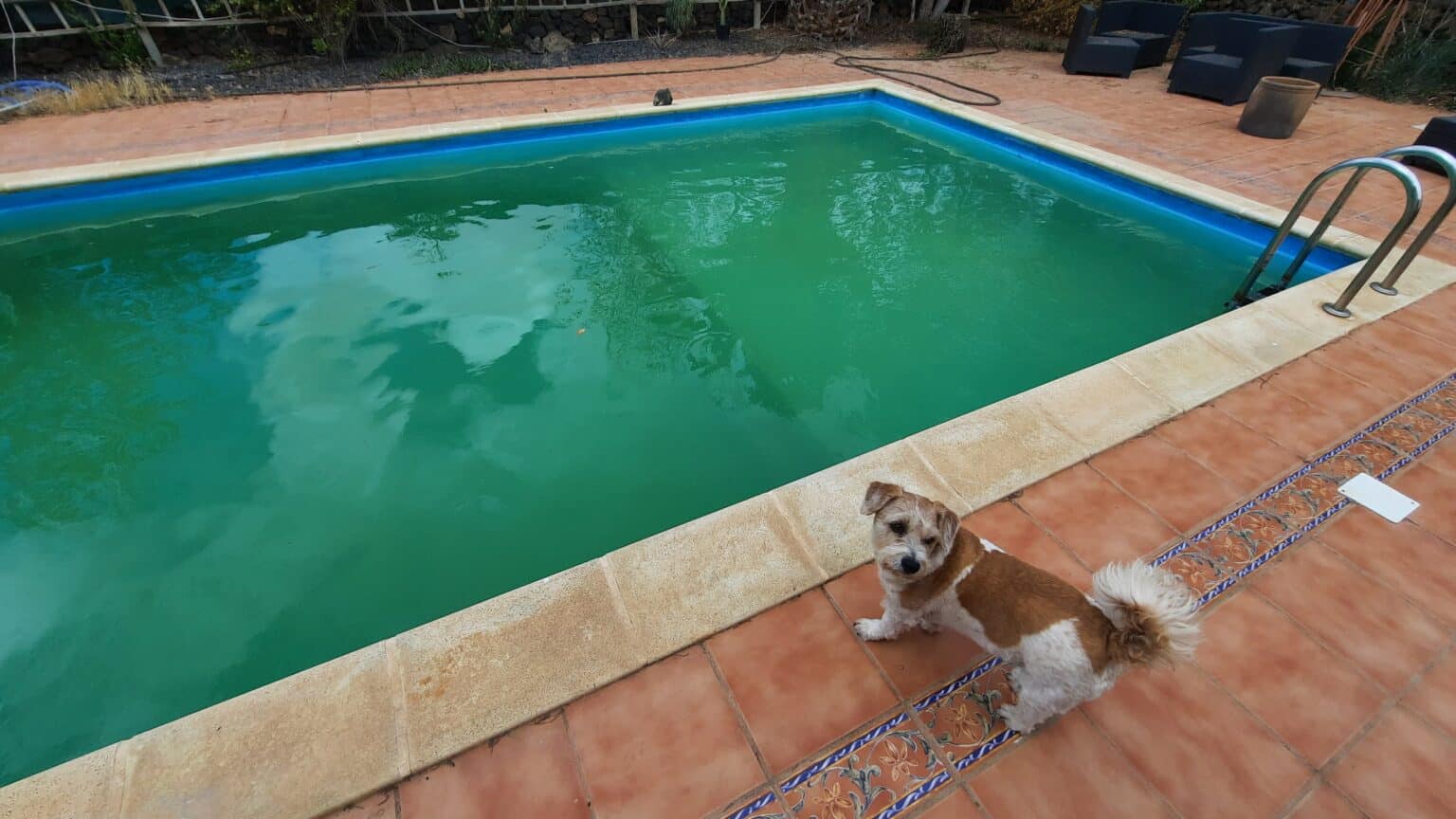 how-to-get-rid-of-algae-in-pool-quickly-easy-pool-cleaning