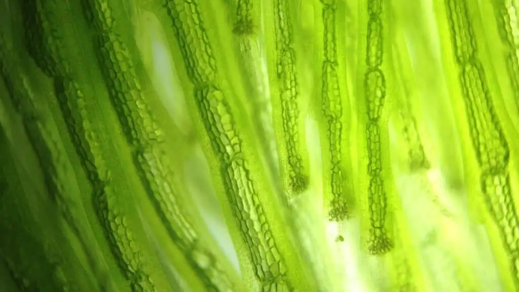 All the algae under the microscope