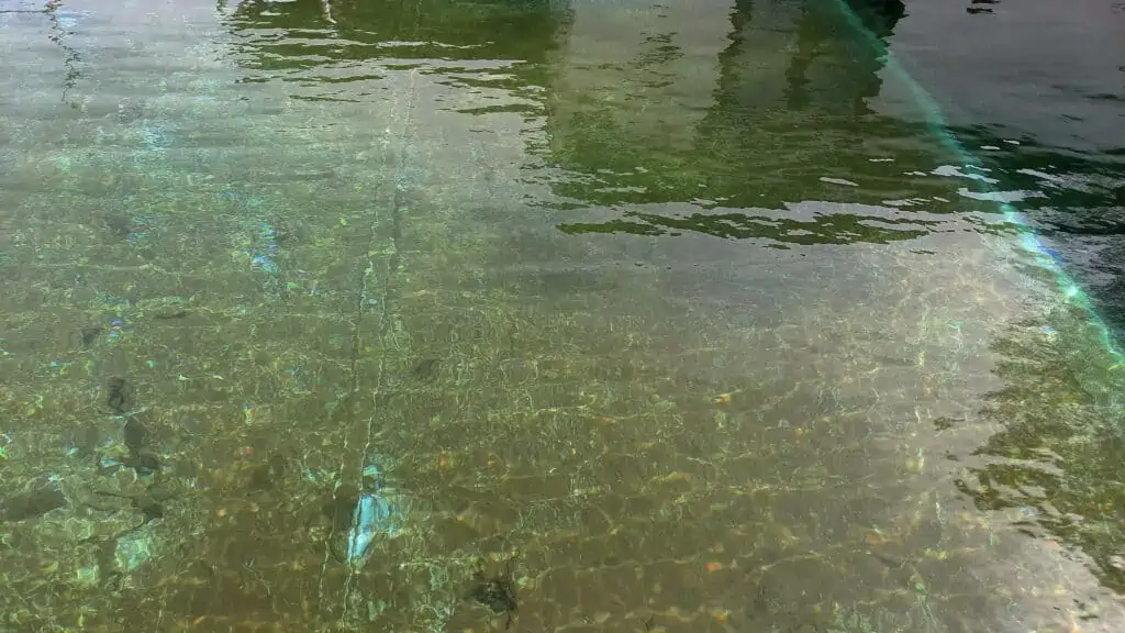 How to Get Rid of Algae Dust in Pool