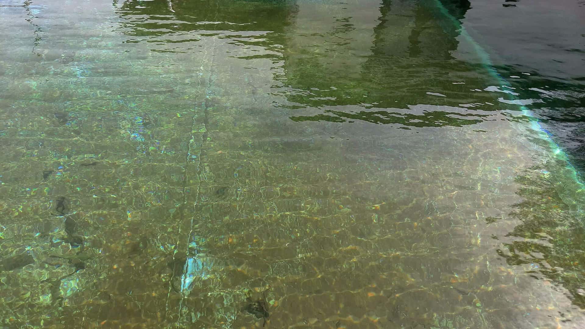 How to Get Rid of Algae Dust in a Pool