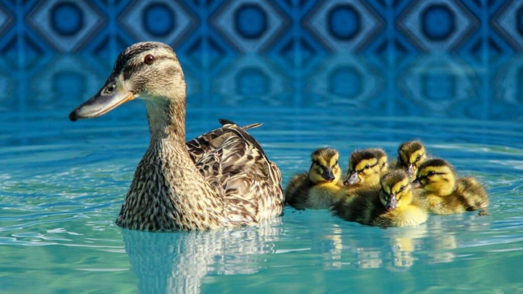 ducklings - how to keep ducks away