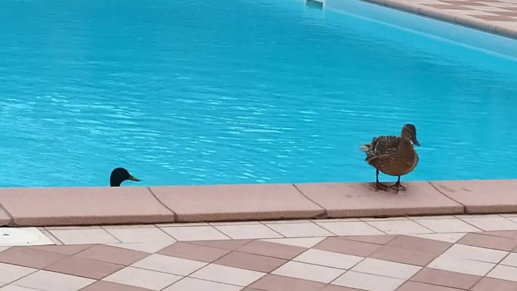 how to keep ducks out of pool