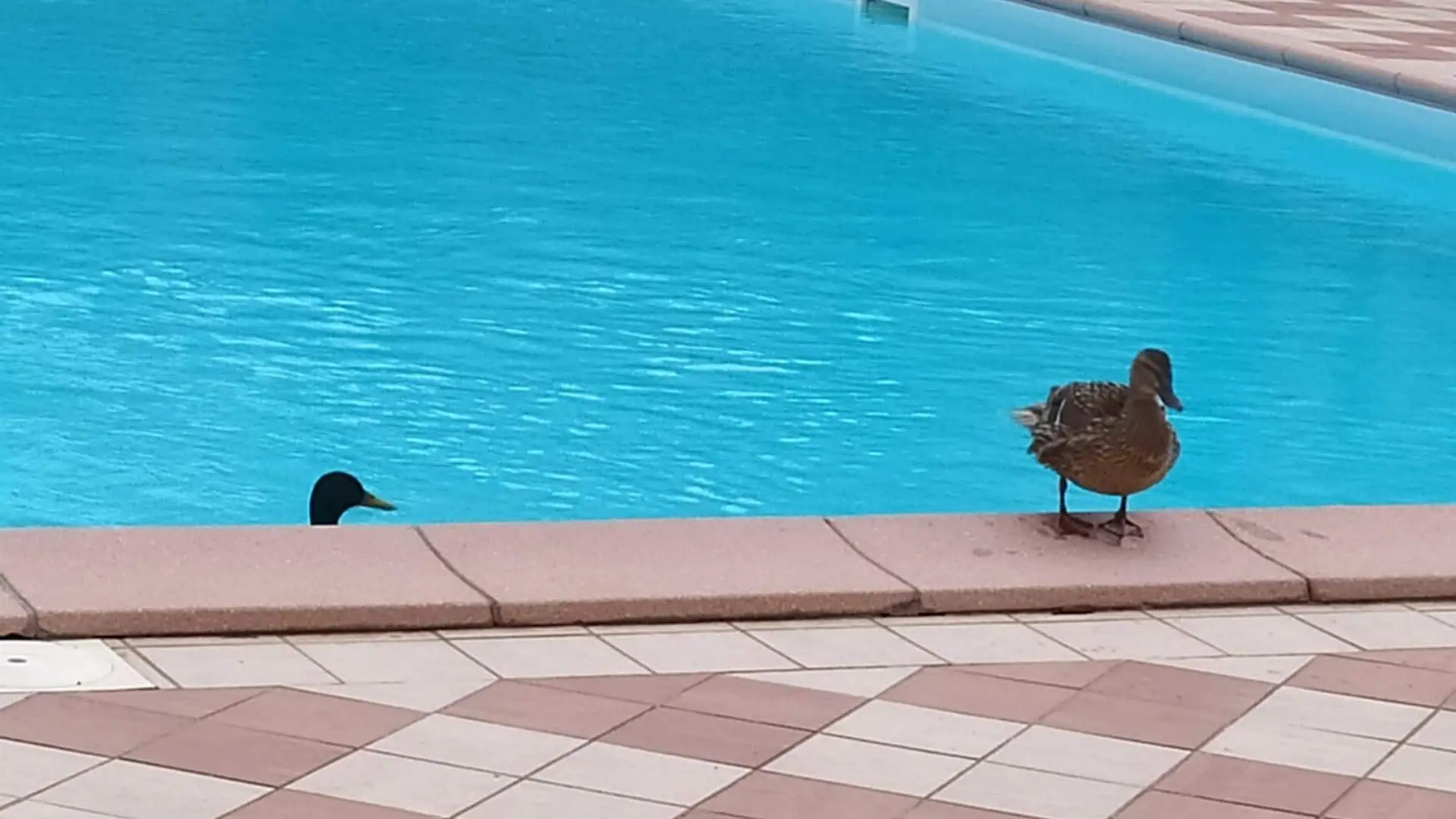 How To Keep Ducks Out Of Pool Area – 11 Useful Tips