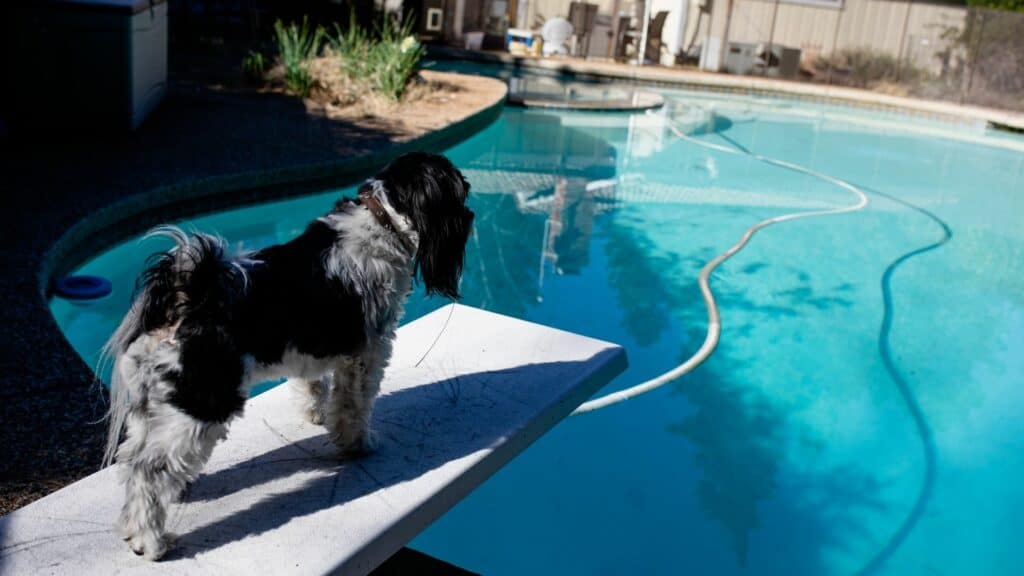how to keep ducks out of your pool - a dog