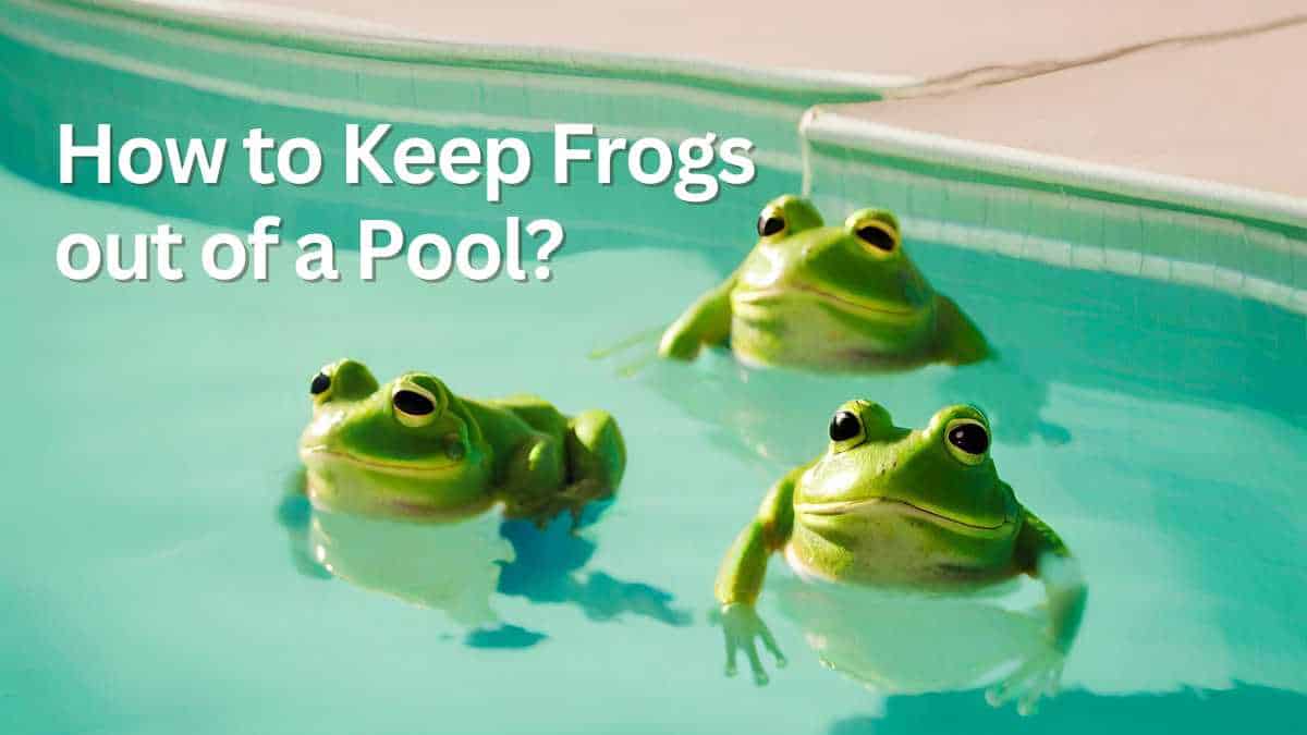 How To Keep Frogs Out Of A Pool - EasyPoolCleaning