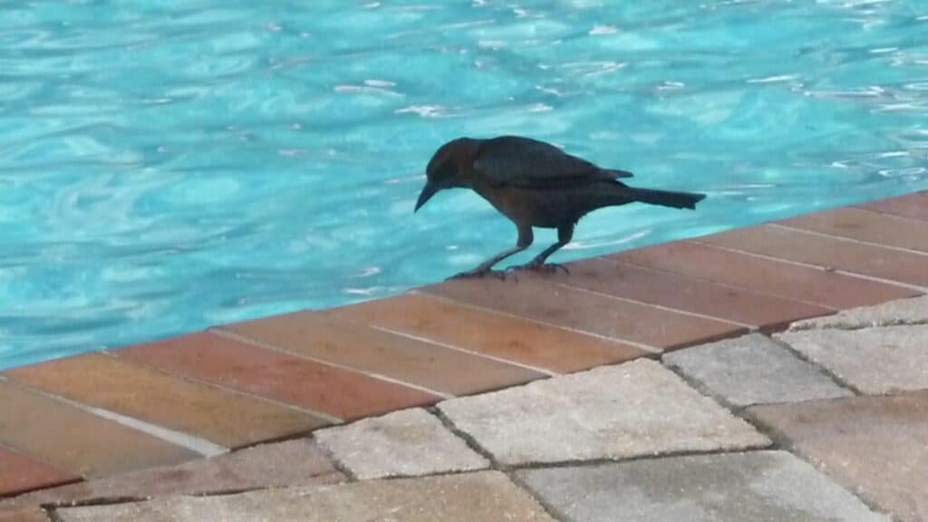 how to keep birds away from your pool