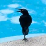 Easy Tips on How to Keep Birds Away from Pool Area