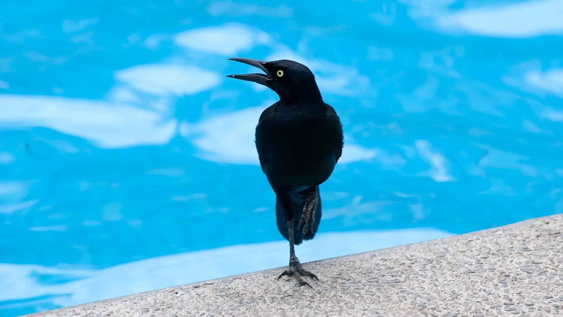 Easy Tips on How to Keep Birds Away from a Pool