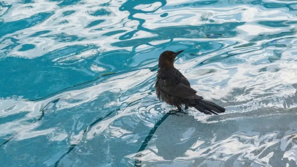 how to keep birds out of a pool