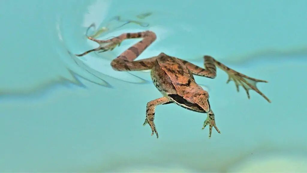 How to Keep Frogs Away From Pool