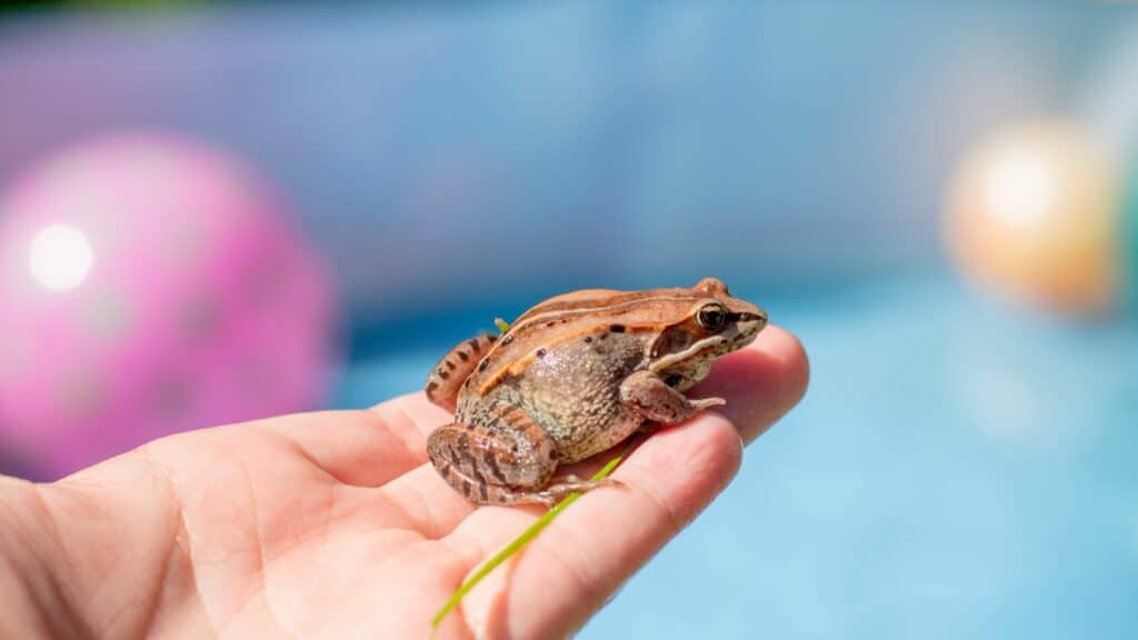 How to keep frogs out of pool