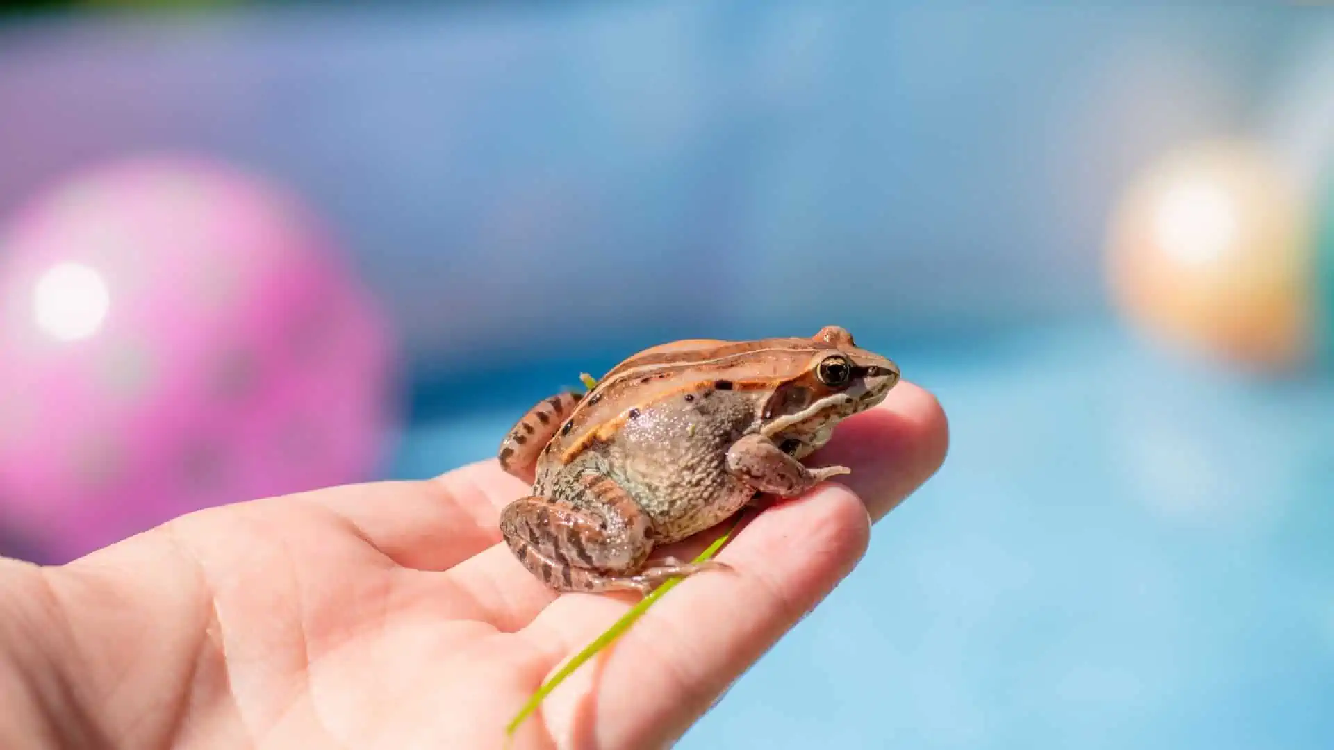 How to Keep Frogs out Of Pool?