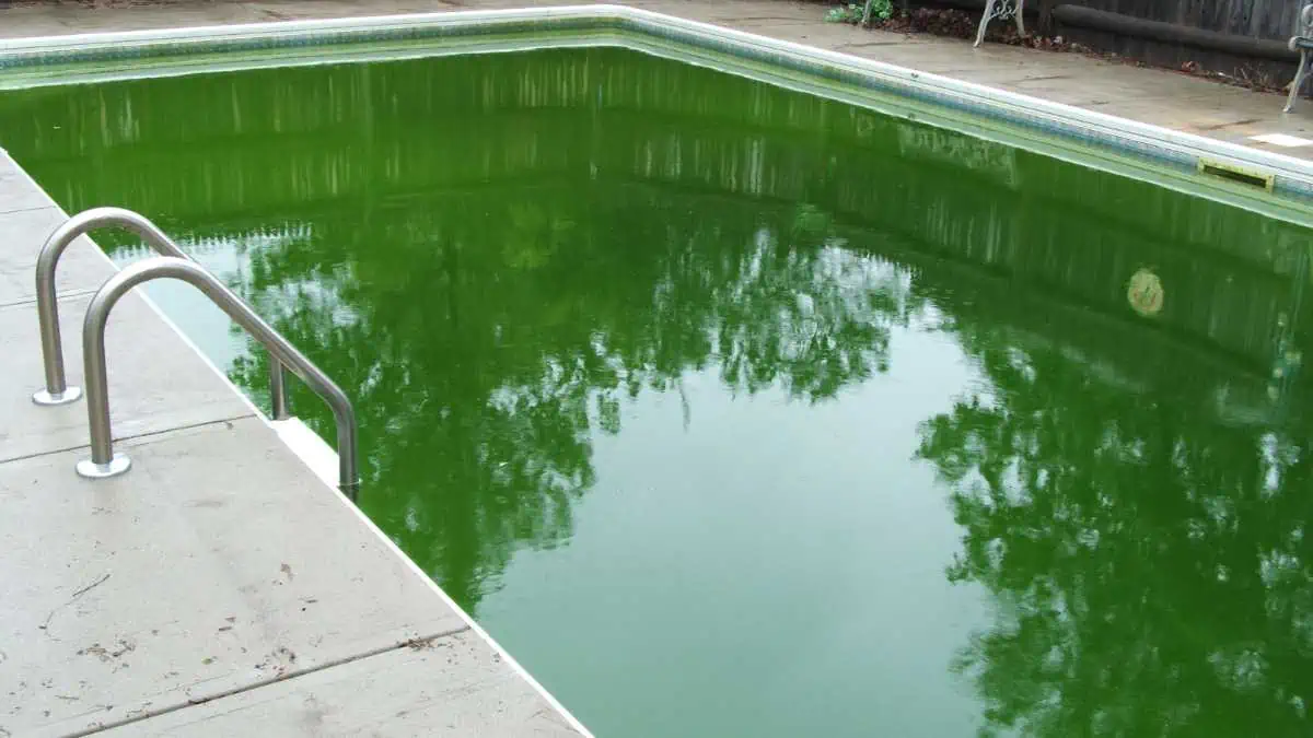 how to get rid of algae in pool