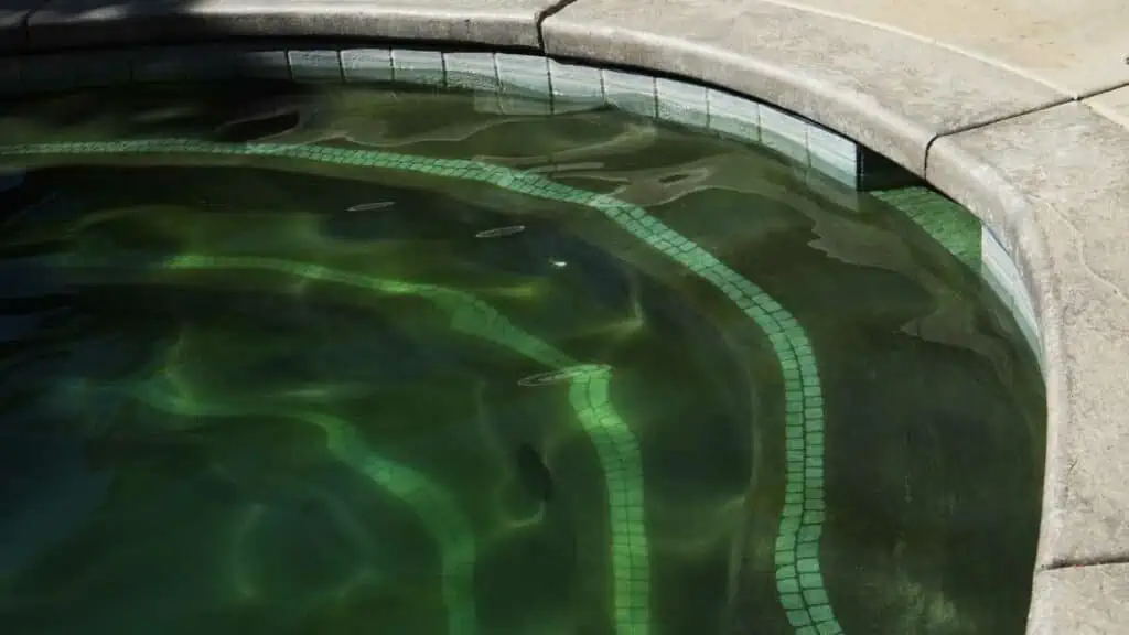 Get Rid of Mustard Algae In Pool