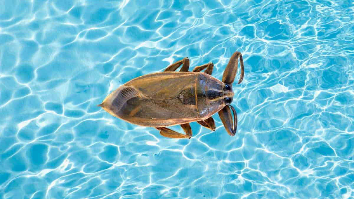 getting-rid-of-water-bugs-in-your-pool-easypoolcleaning