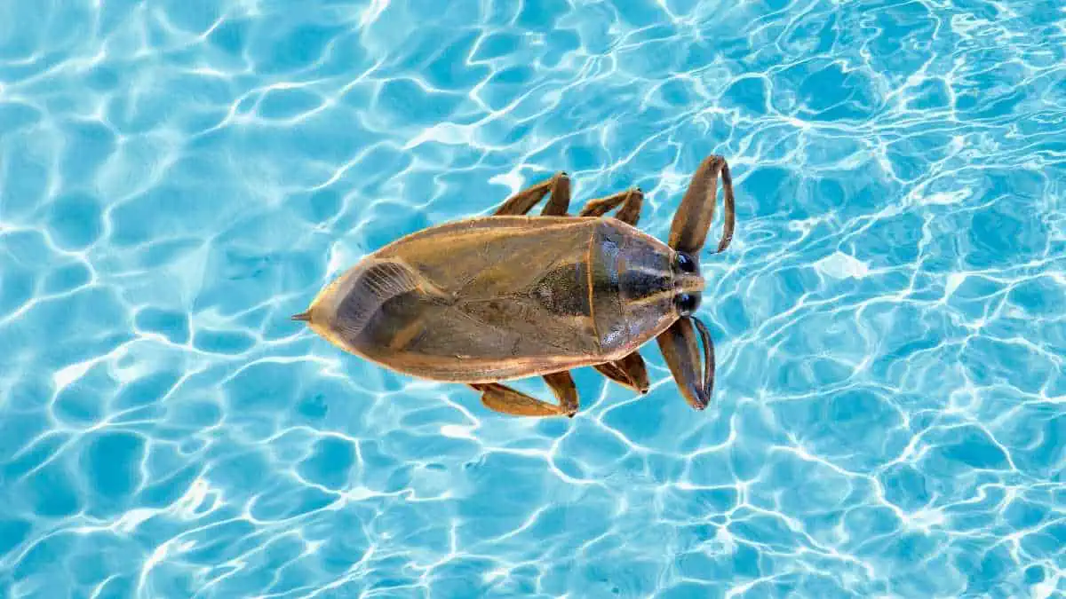 Getting Rid Of Water Bugs In Your Pool