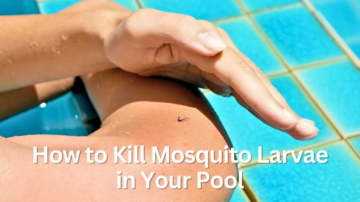 kill mosquito larvae in pool