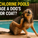Can Chlorine Pools Damage a Dog’s Skin or Coat?