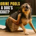 Can Chlorine Pools Damage a Dog’s Skin or Coat?