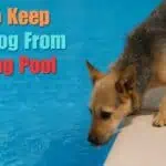 How to Keep Your Dog From Drinking Pool Water (Why It Matters)