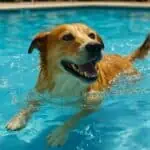 Can Dogs Swim in Chlorine Pools? Safety Tips for your Furry Friend