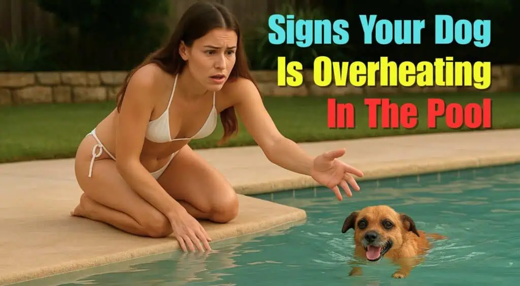 Signs Your Dog Is Overheating in the Pool - What To Watch For 1