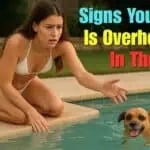 Signs Your Dog Is Overheating in the Pool – What To Watch For