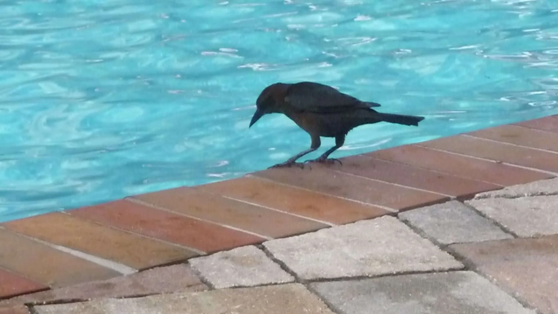 Easy Tips on How to Keep Birds Away from Pool Area 9 how to keep birds away from your pool